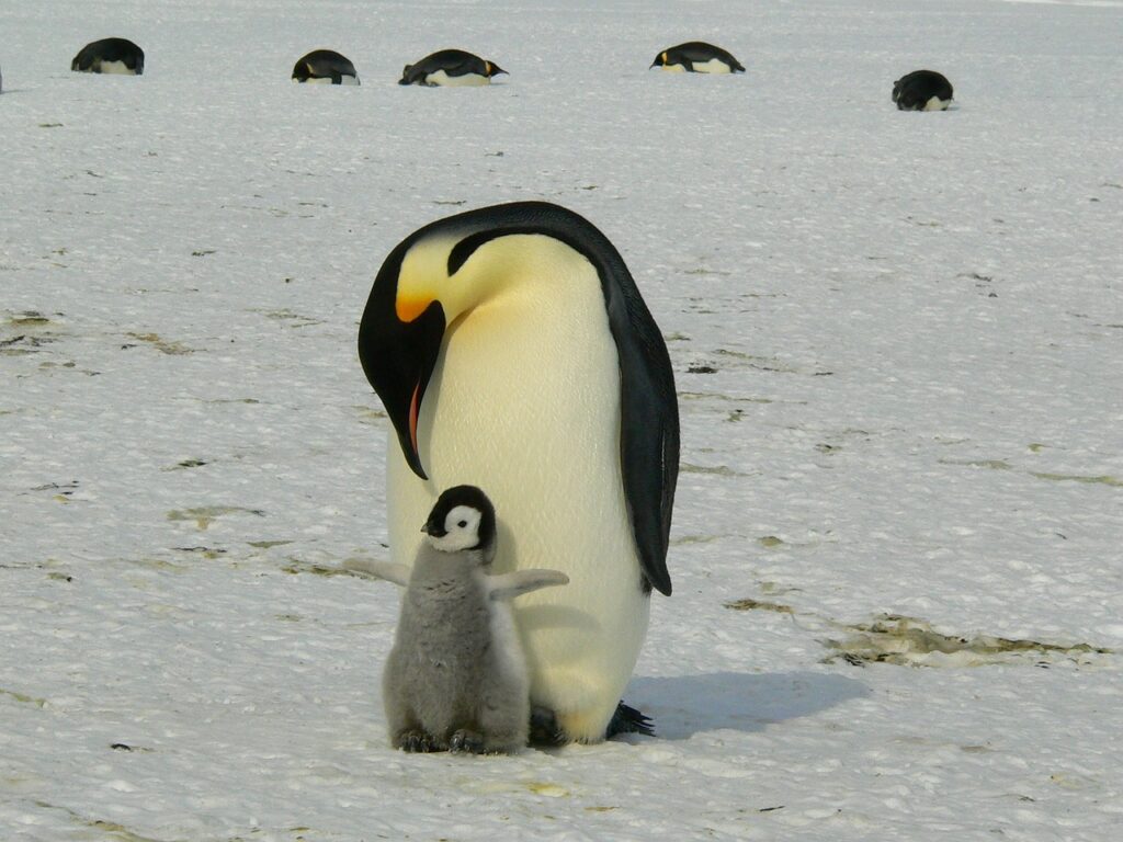 baby emperor penguin