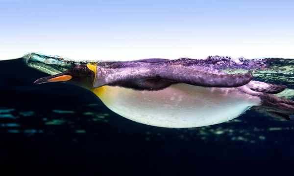 penguin in the water